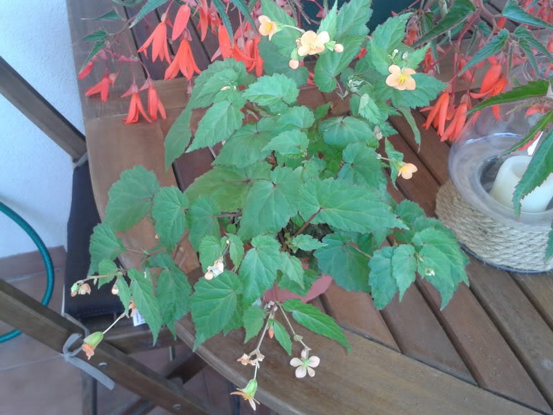 IMG_20120625_180429.jpg