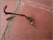 IMG_20120907_WA0008.jpg