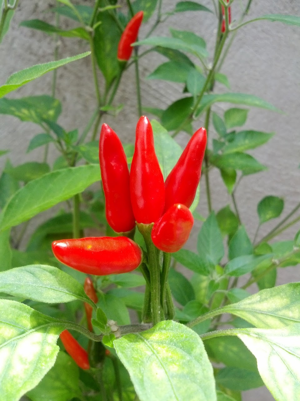 IMG_20120913_144155.jpg