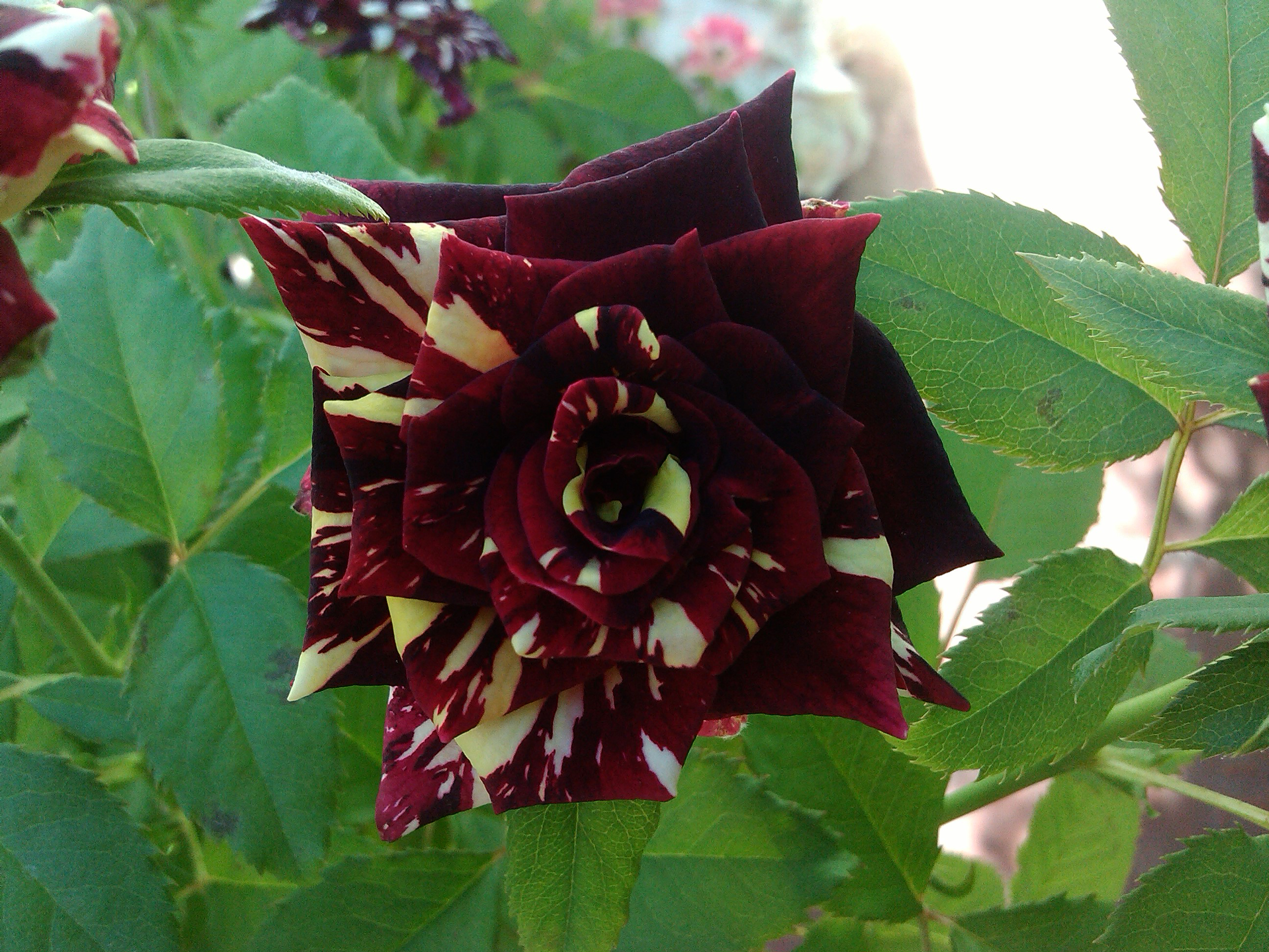 IMG_20120915_161835.jpg
