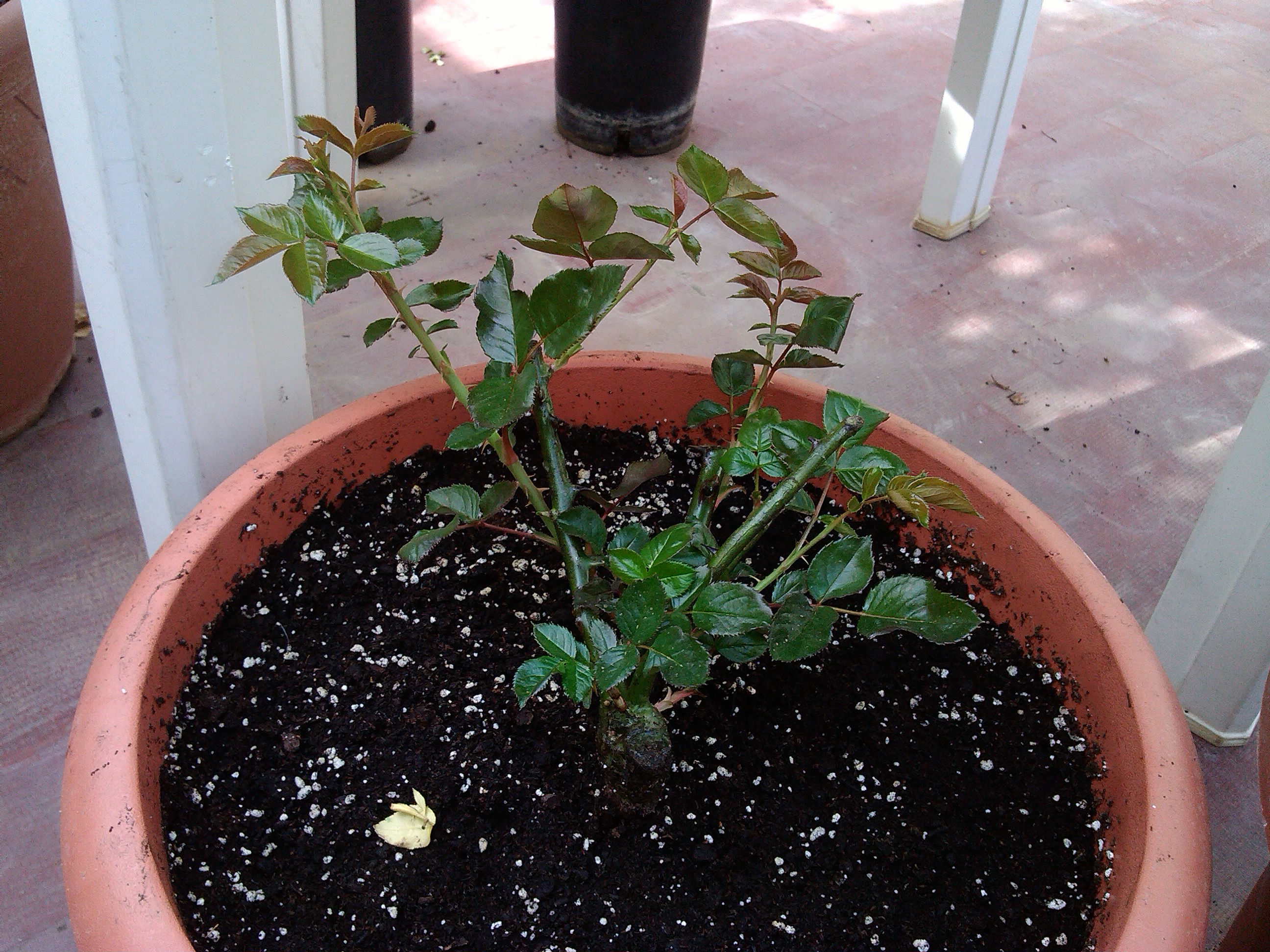 IMG_20121022_123947.jpg
