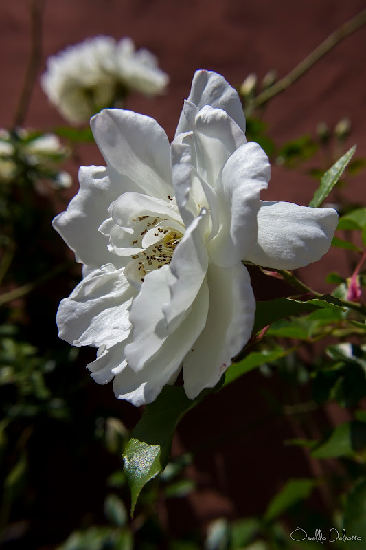 IMG_2012_O.jpg