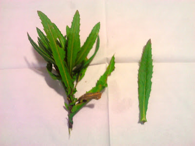IMG_20130203_150340.jpg