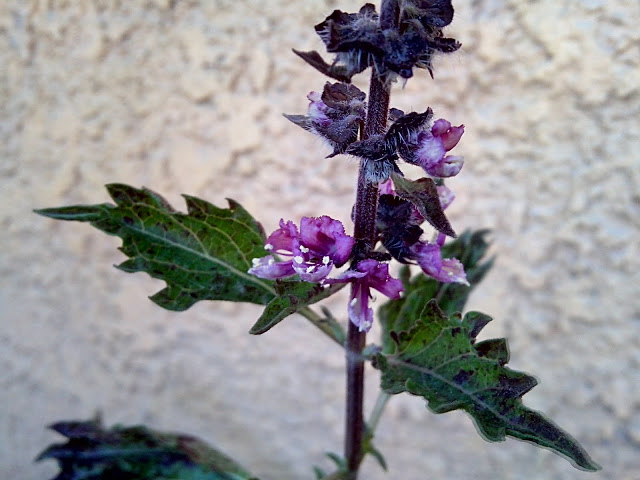 IMG_20130303_161812.jpg