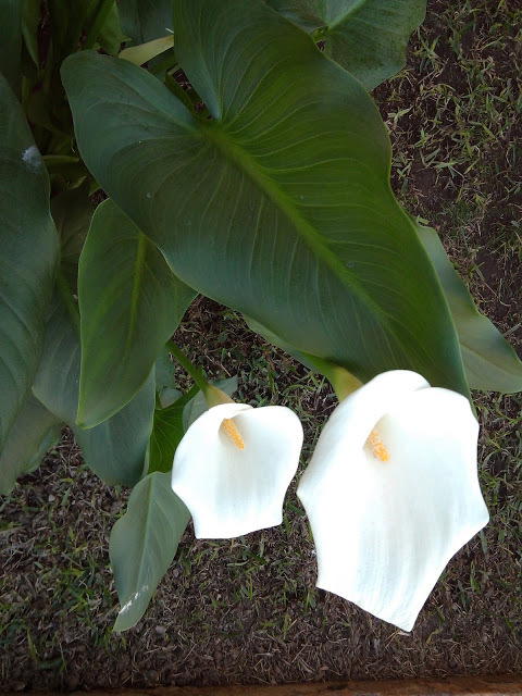 IMG_20130303_161956.jpg