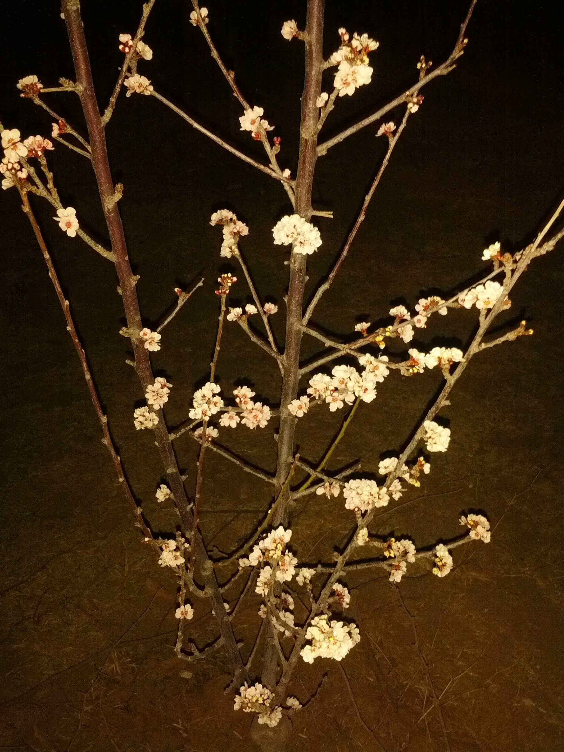 IMG_20130311_211645.jpg