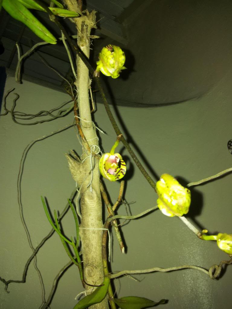 IMG_20130314_183416.jpg