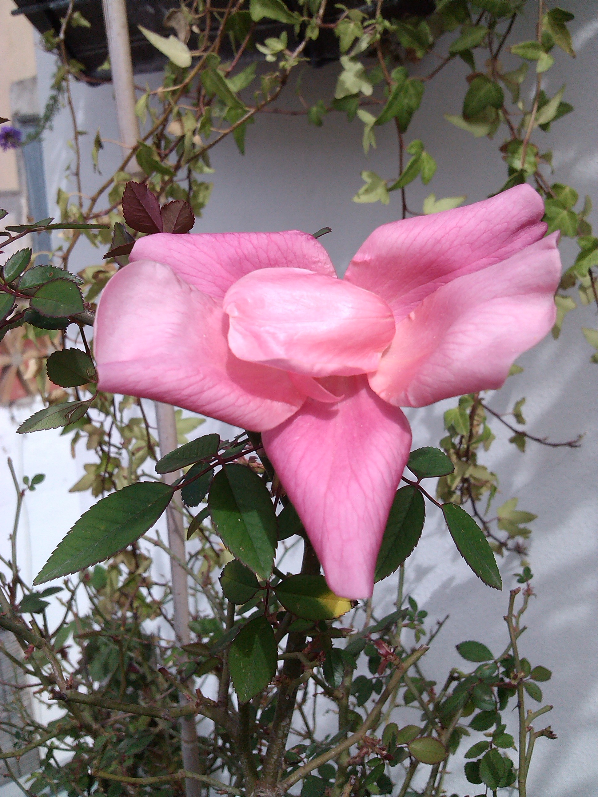 IMG_20130316_131328.jpg