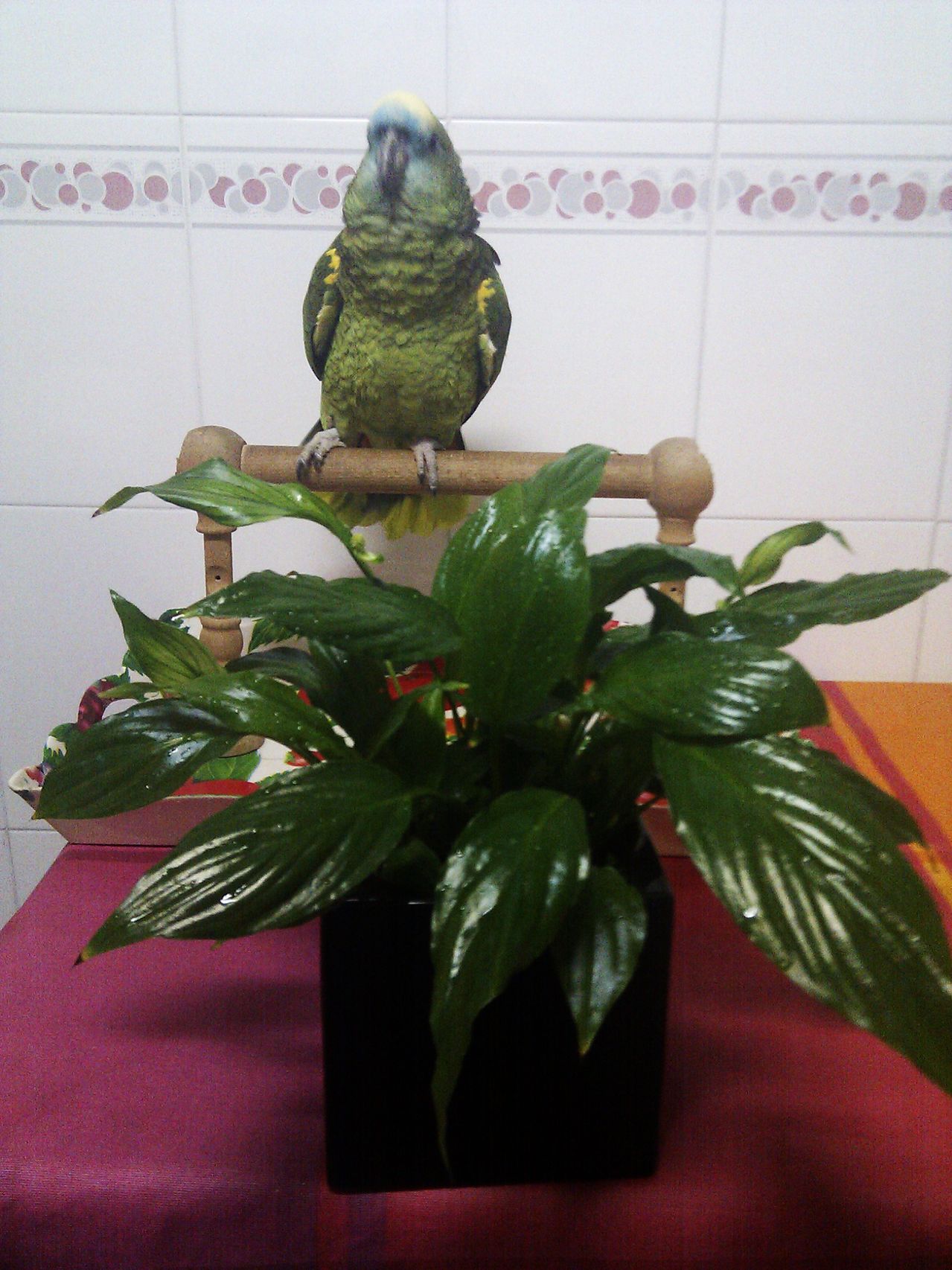 IMG_20130324_201001.jpg