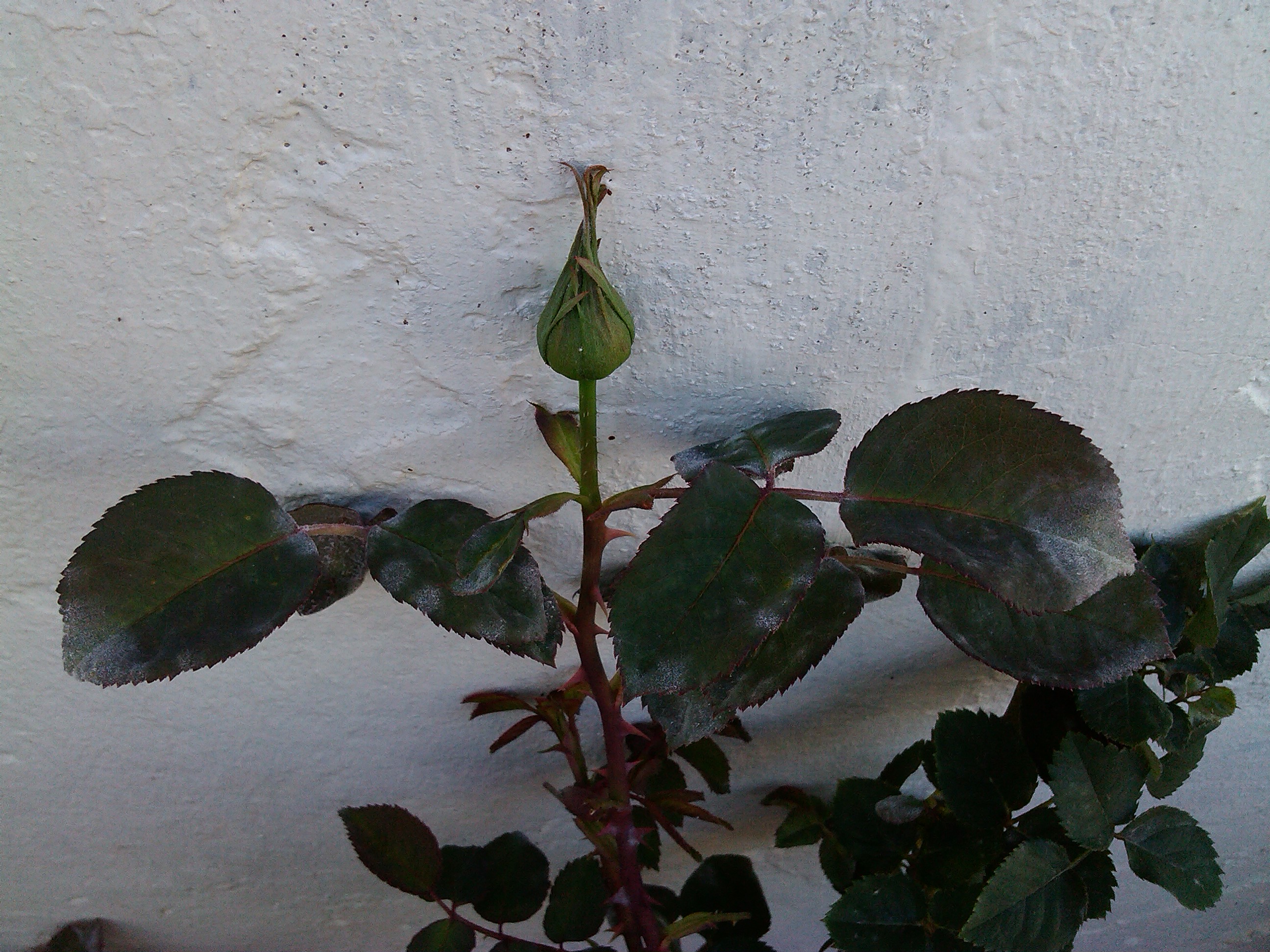 IMG_20130327_155817.jpg