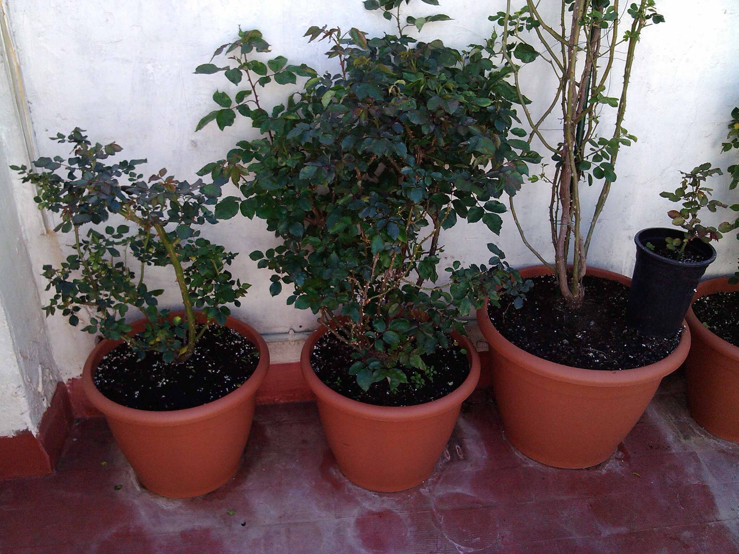 IMG_20130327_160045.jpg