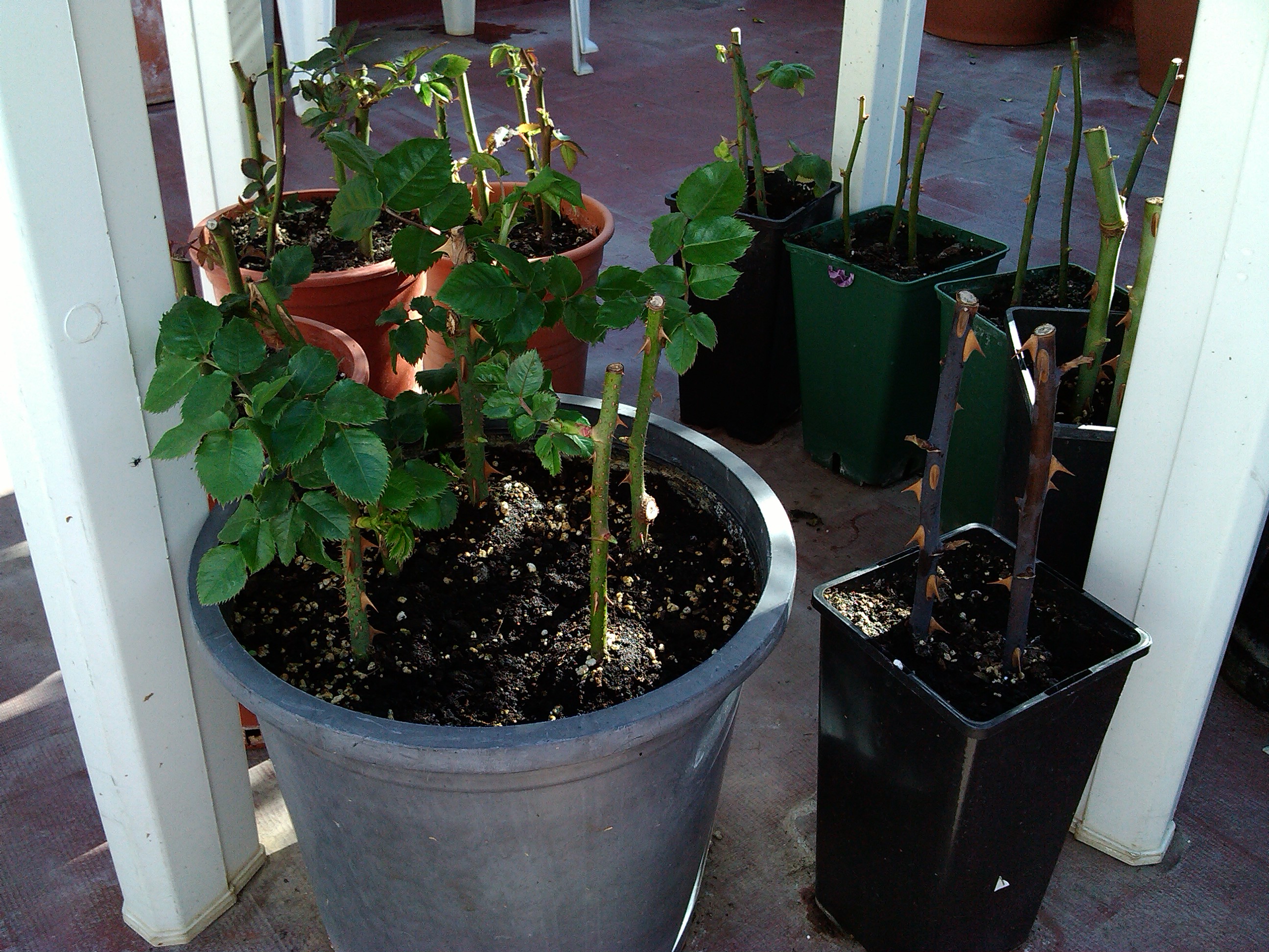 IMG_20130327_160114.jpg