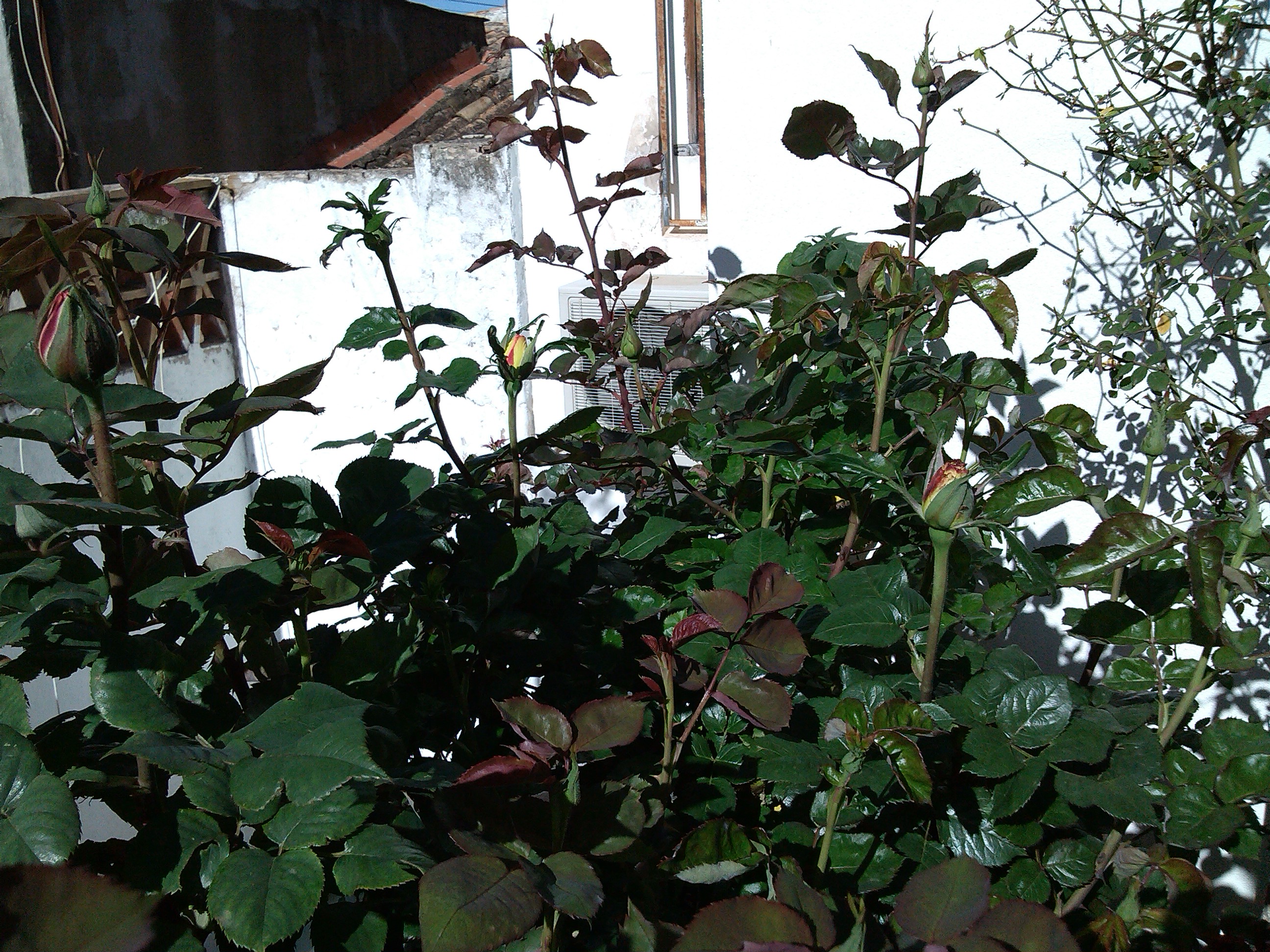 IMG_20130327_160228.jpg