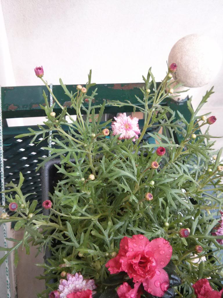 IMG_20130331_172106.jpg
