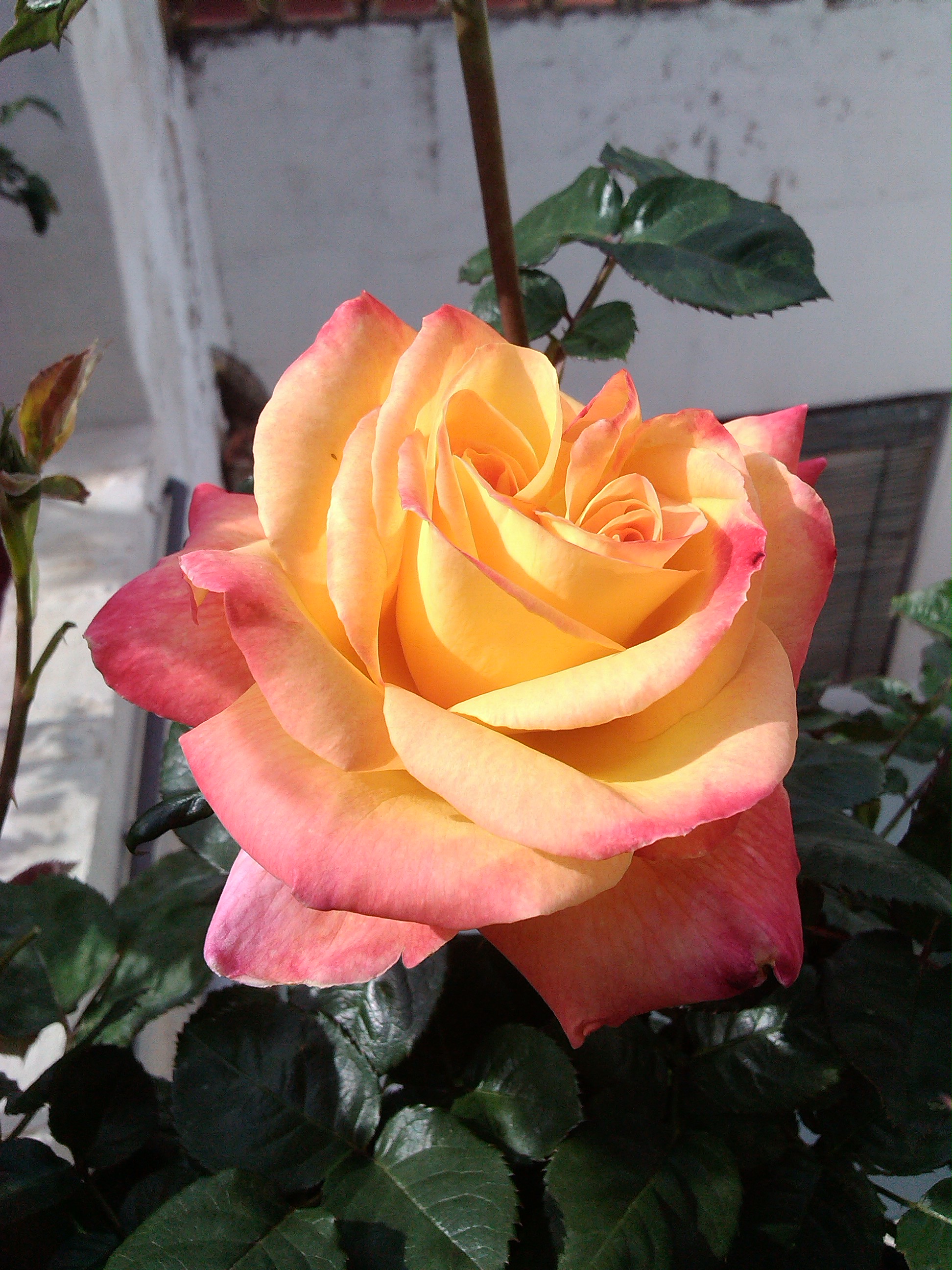 IMG_20130403_170409.jpg