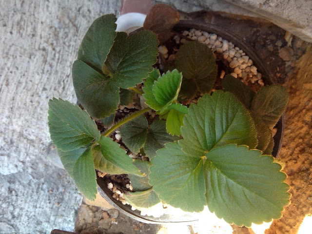 IMG_20130405_111326.jpg