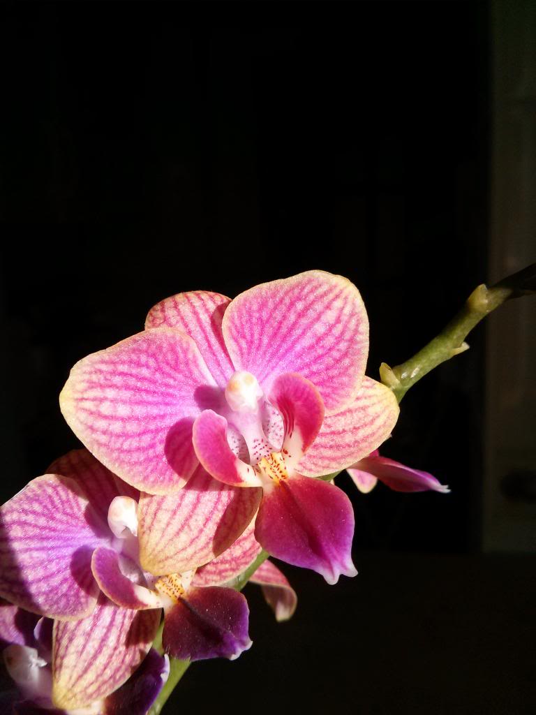 IMG_20130405_185305.jpg