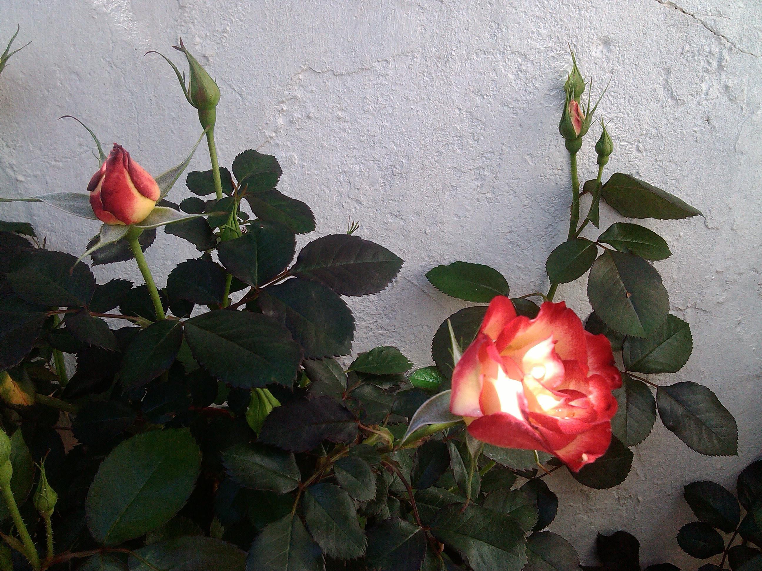 IMG_20130406_123716.jpg