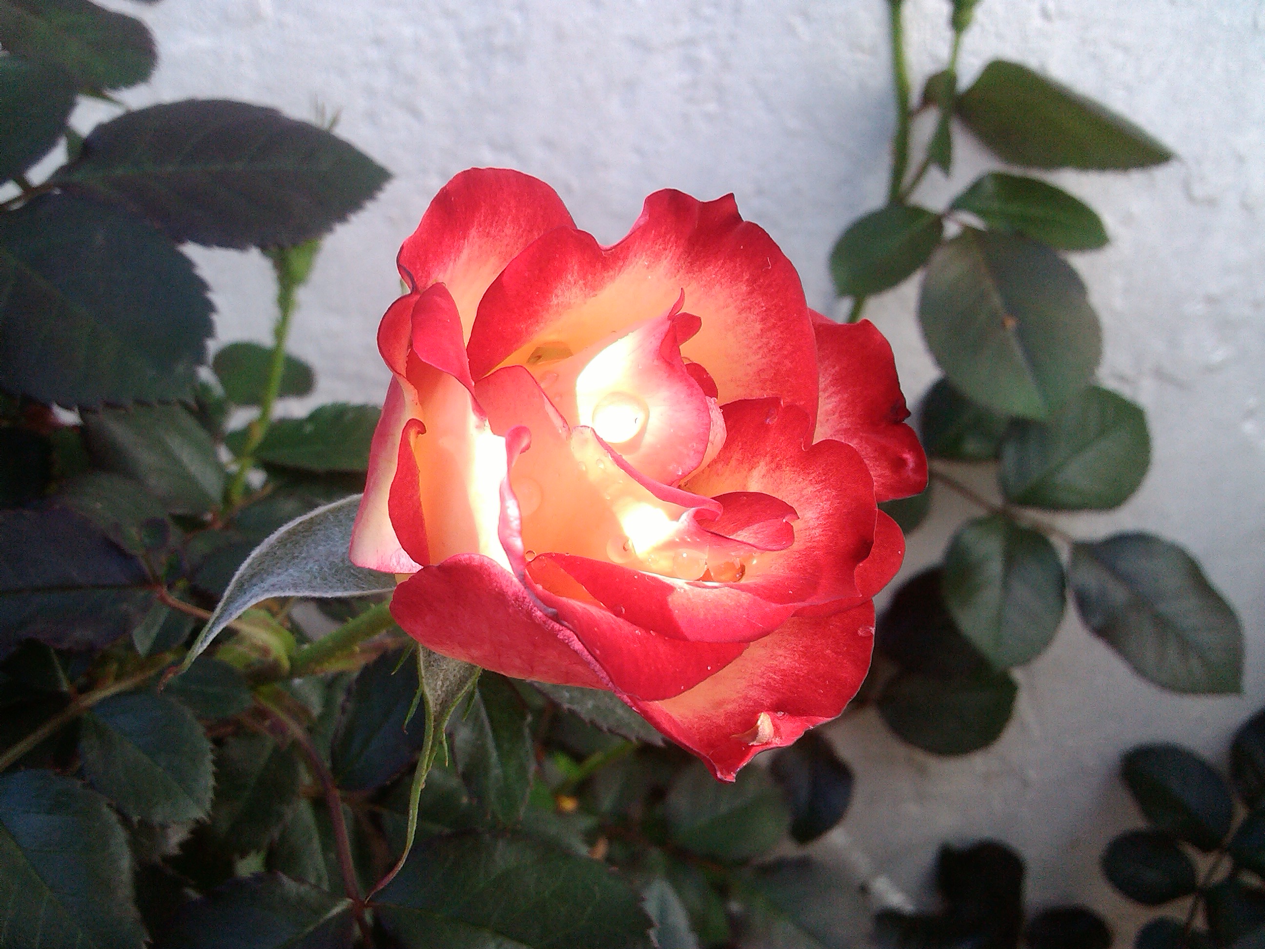IMG_20130406_123731.jpg