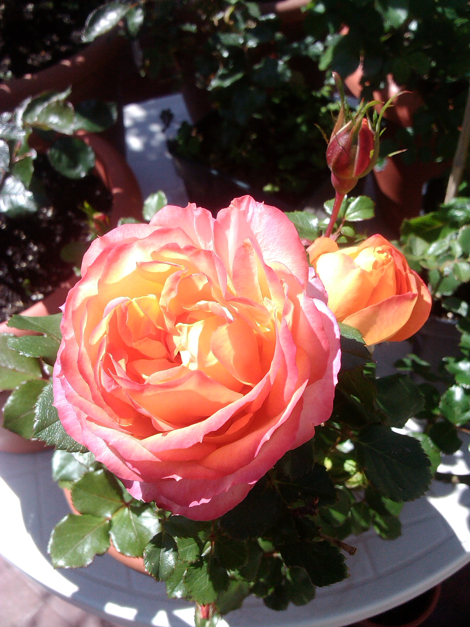 IMG_20130406_123917.jpg