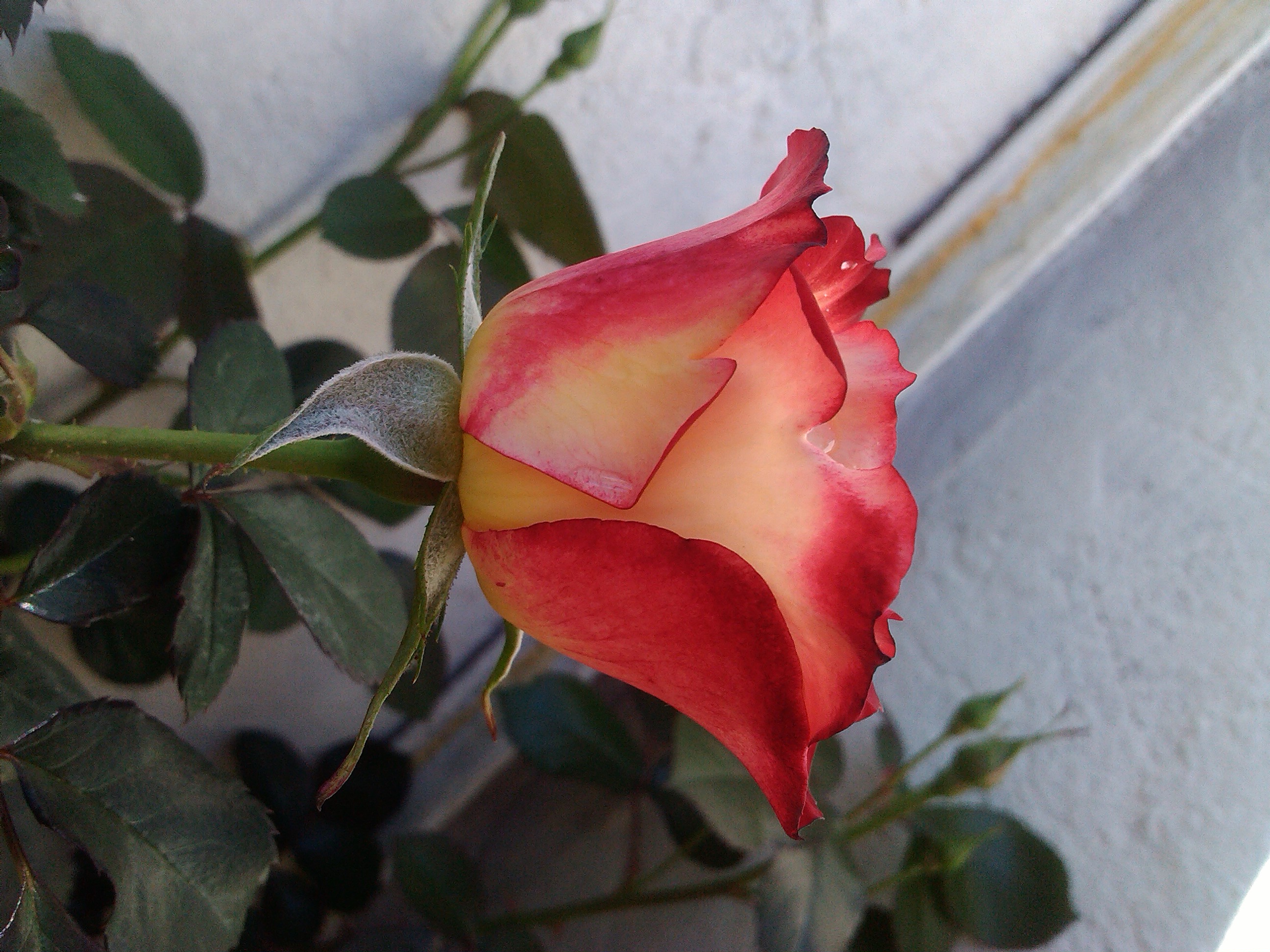 IMG_20130406_142238.jpg