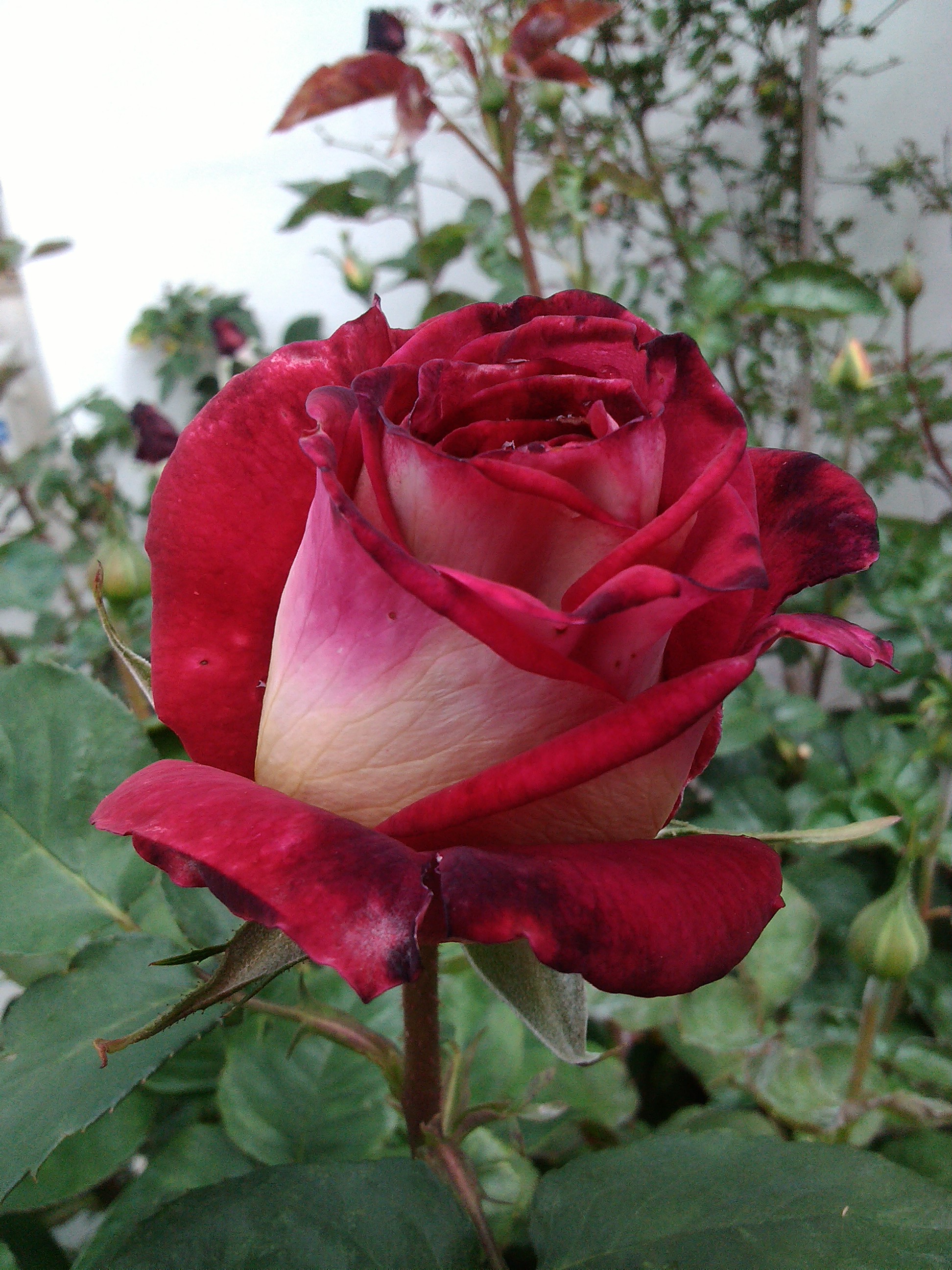 IMG_20130406_144806.jpg