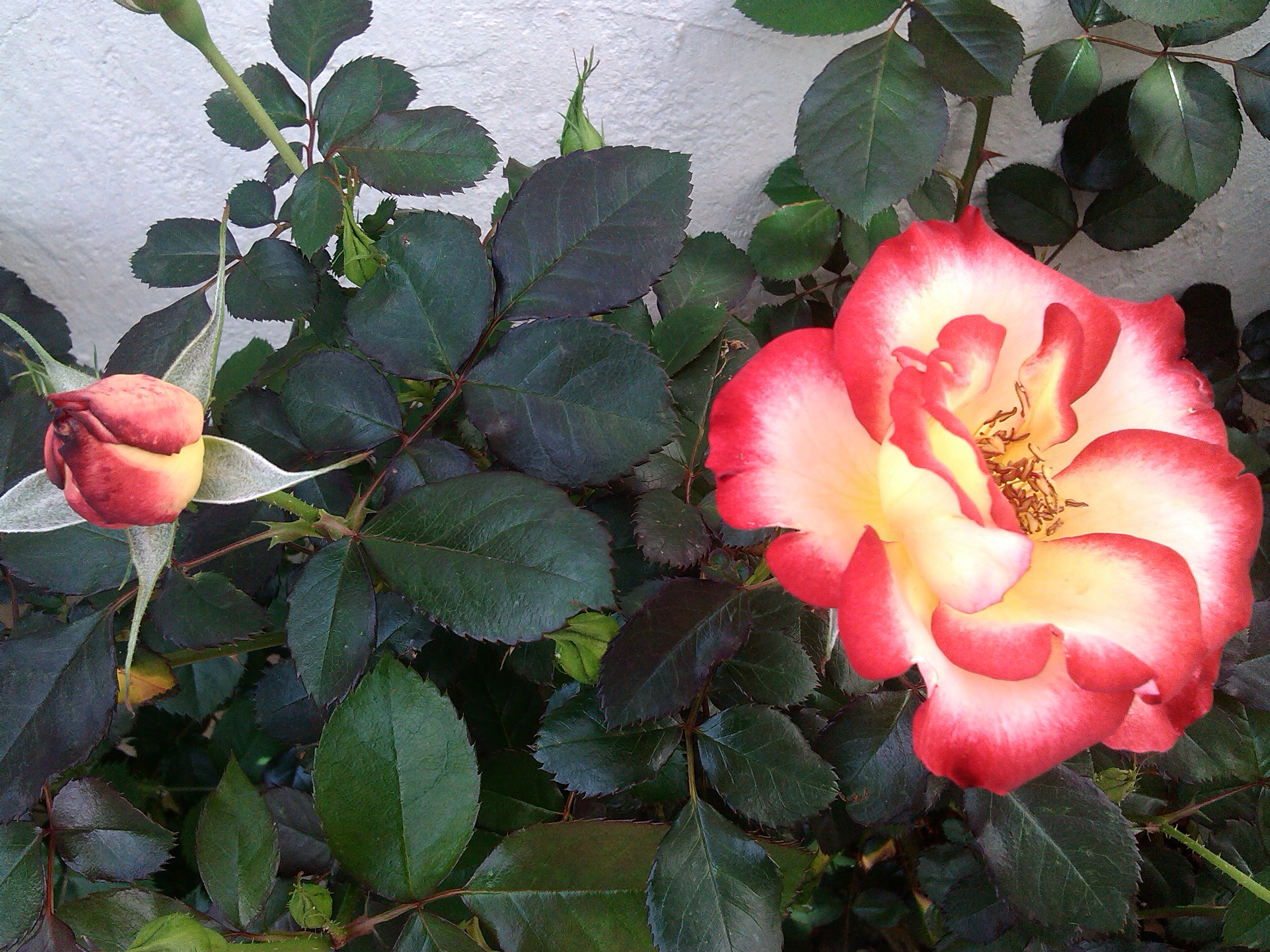 IMG_20130407_125408.jpg