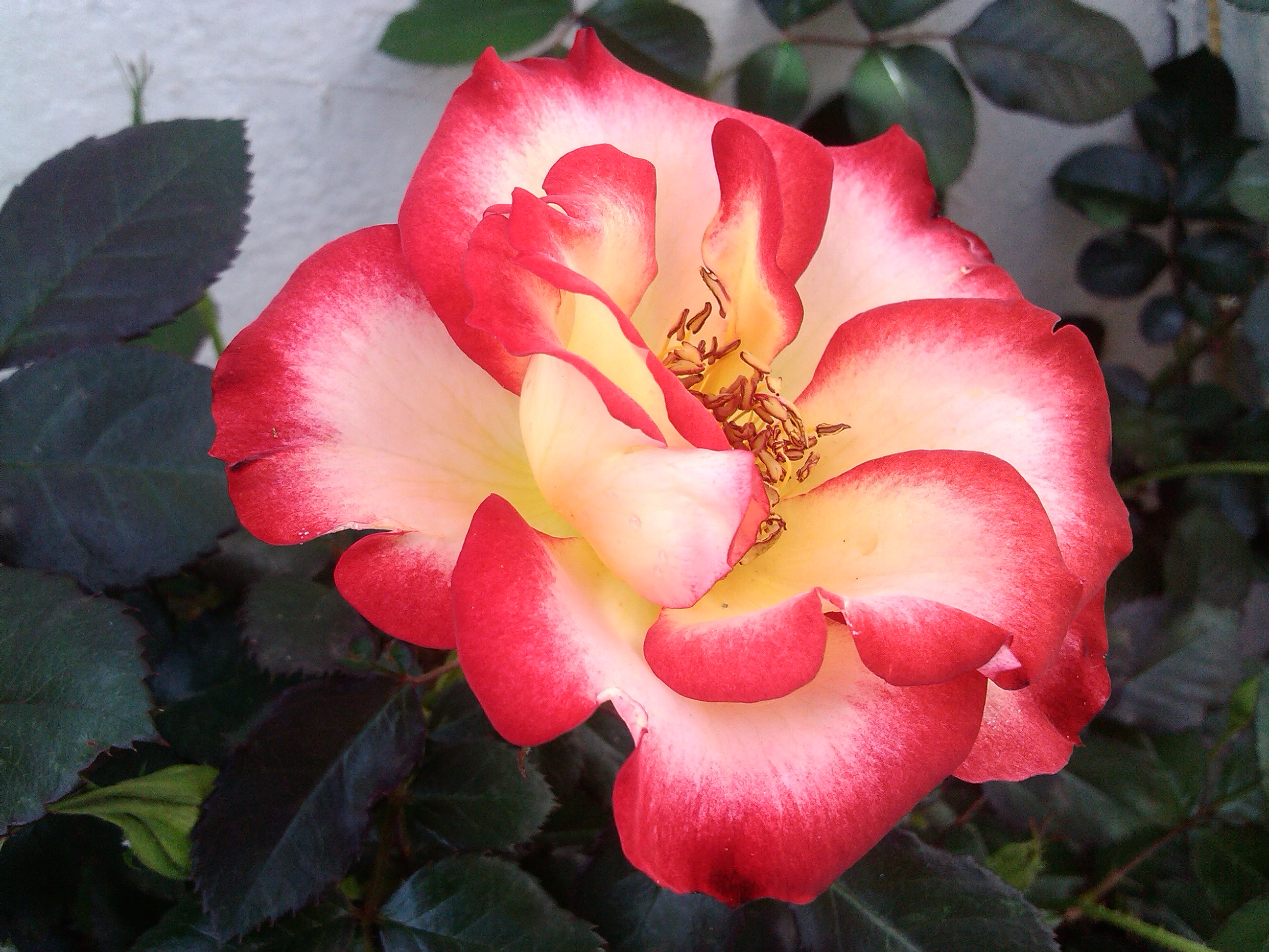 IMG_20130407_125428.jpg