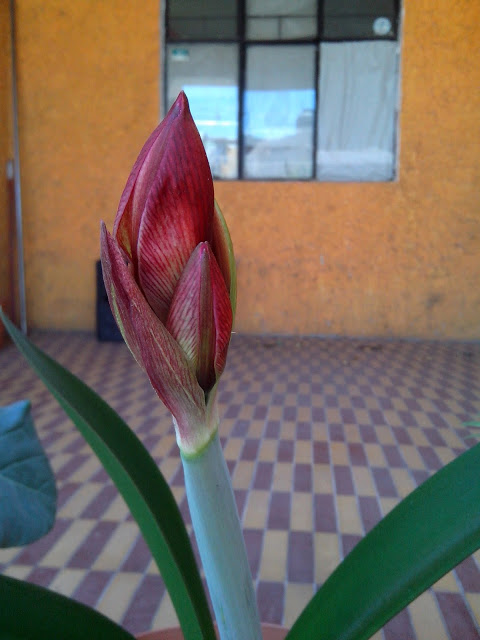 IMG_20130409_133435.jpg