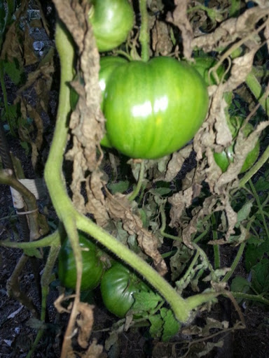 IMG_20130409_182342.jpg