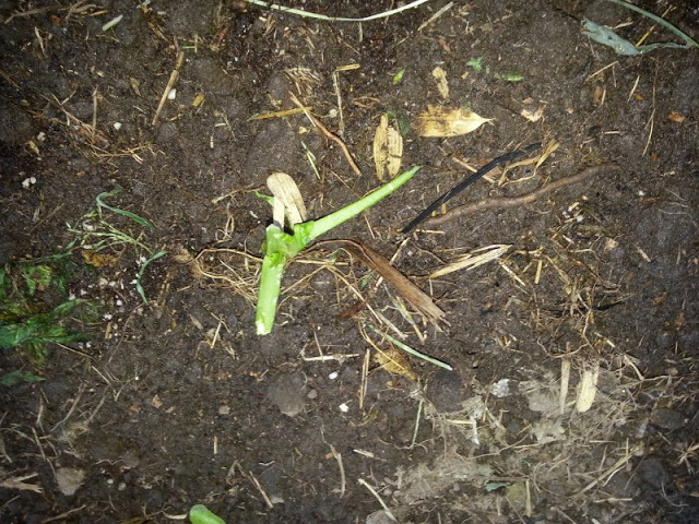 IMG_20130409_182440.jpg