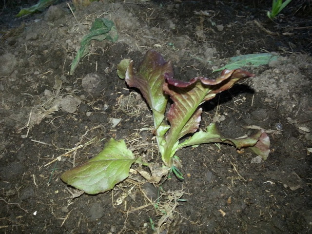 IMG_20130409_182504.jpg