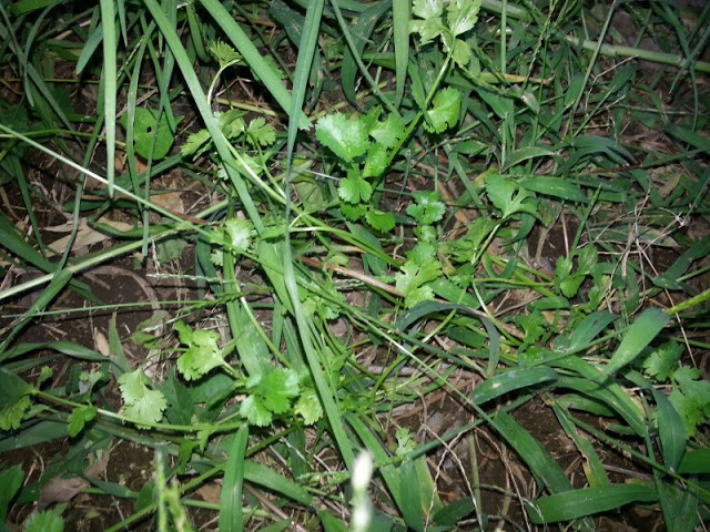 IMG_20130409_182725.jpg