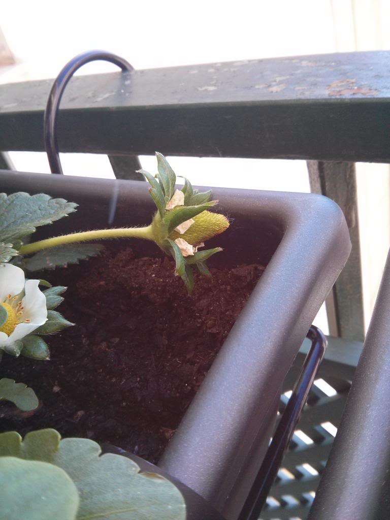 IMG_20130413_110245.jpg