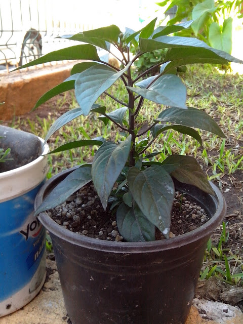 IMG_20130416_174446.jpg