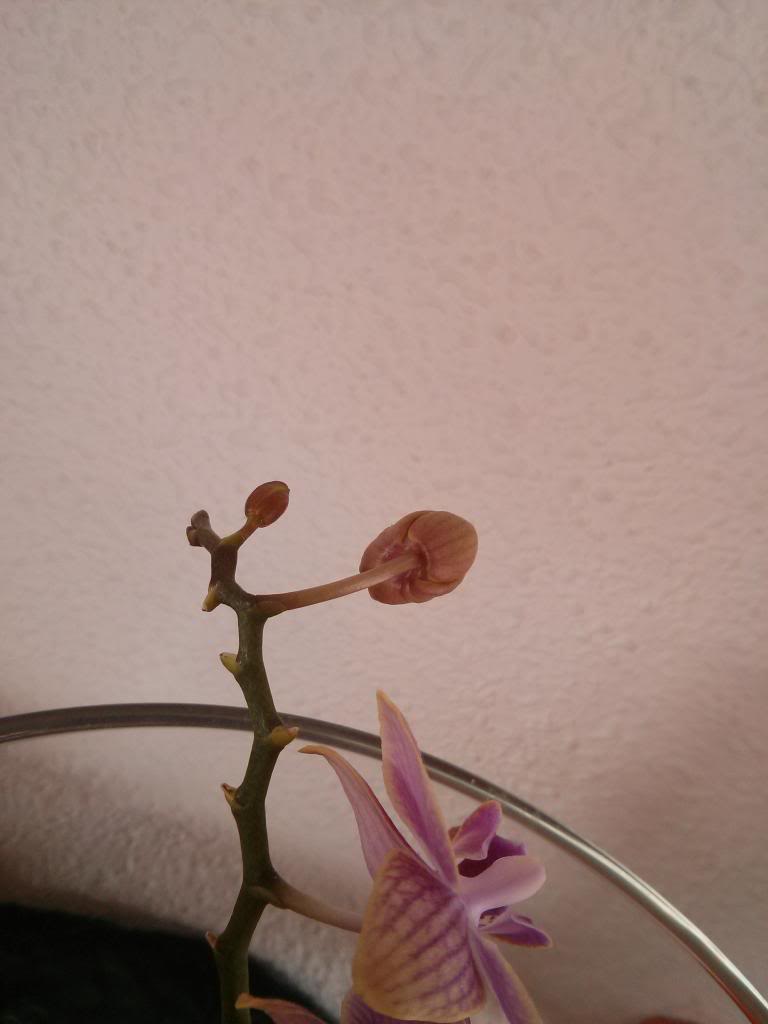 IMG_20130429_175605.jpg