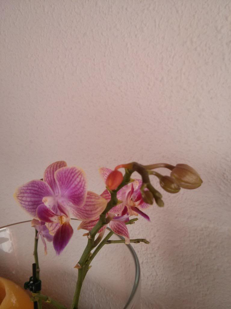 IMG_20130429_175610.jpg