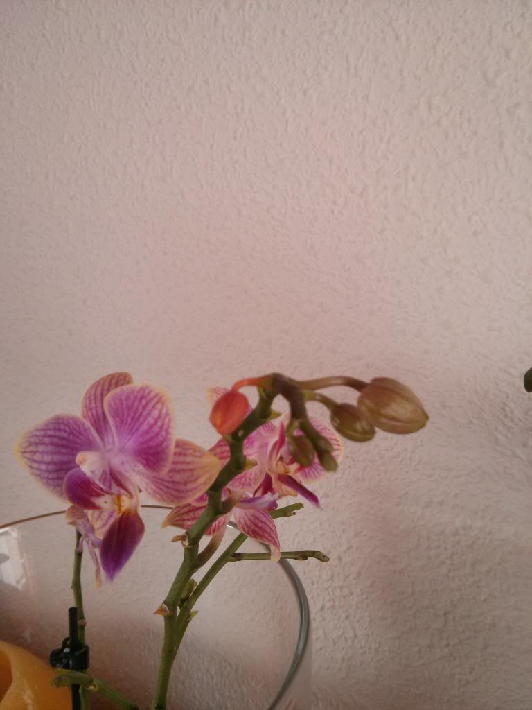 IMG_20130429_175613.jpg
