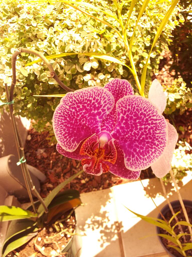 IMG_20130501_101933.jpg