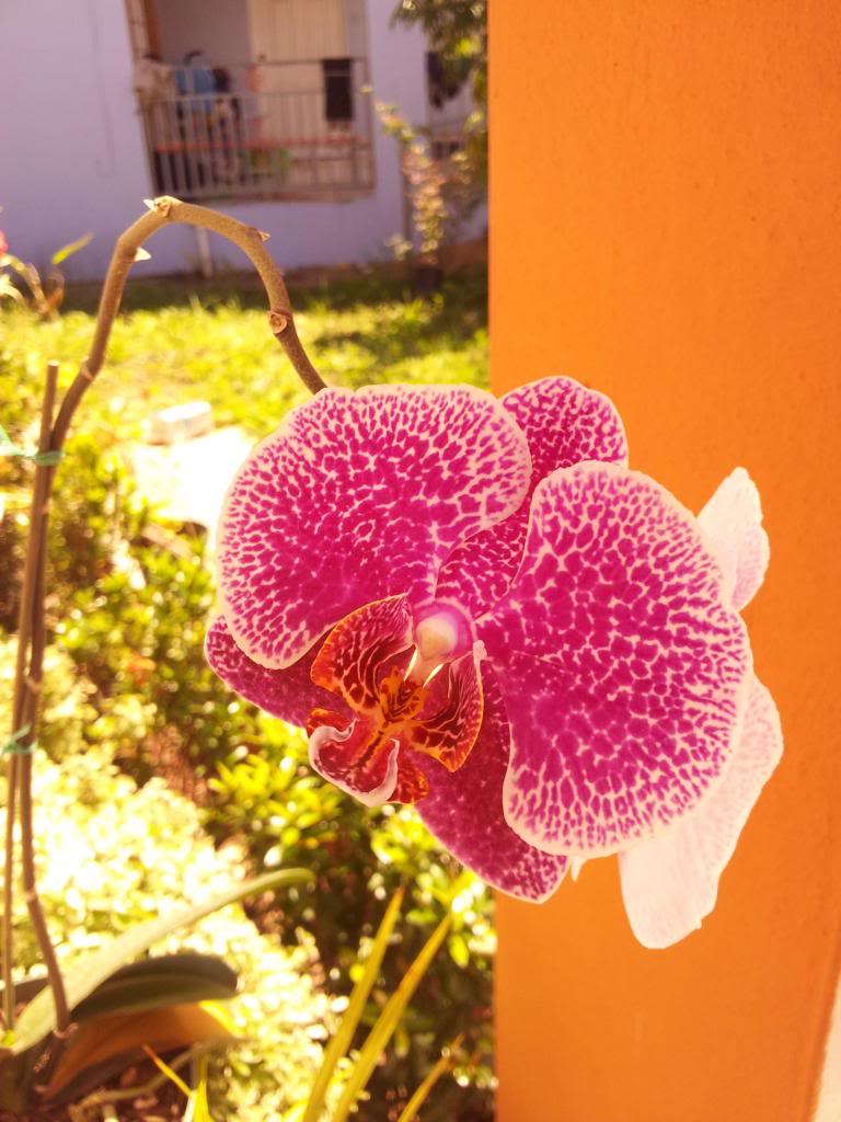 IMG_20130501_102013.jpg