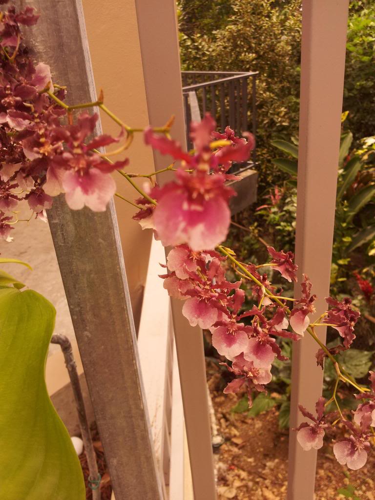 IMG_20130501_1309102.jpg