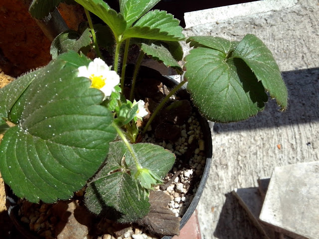 IMG_20130503_114616.jpg