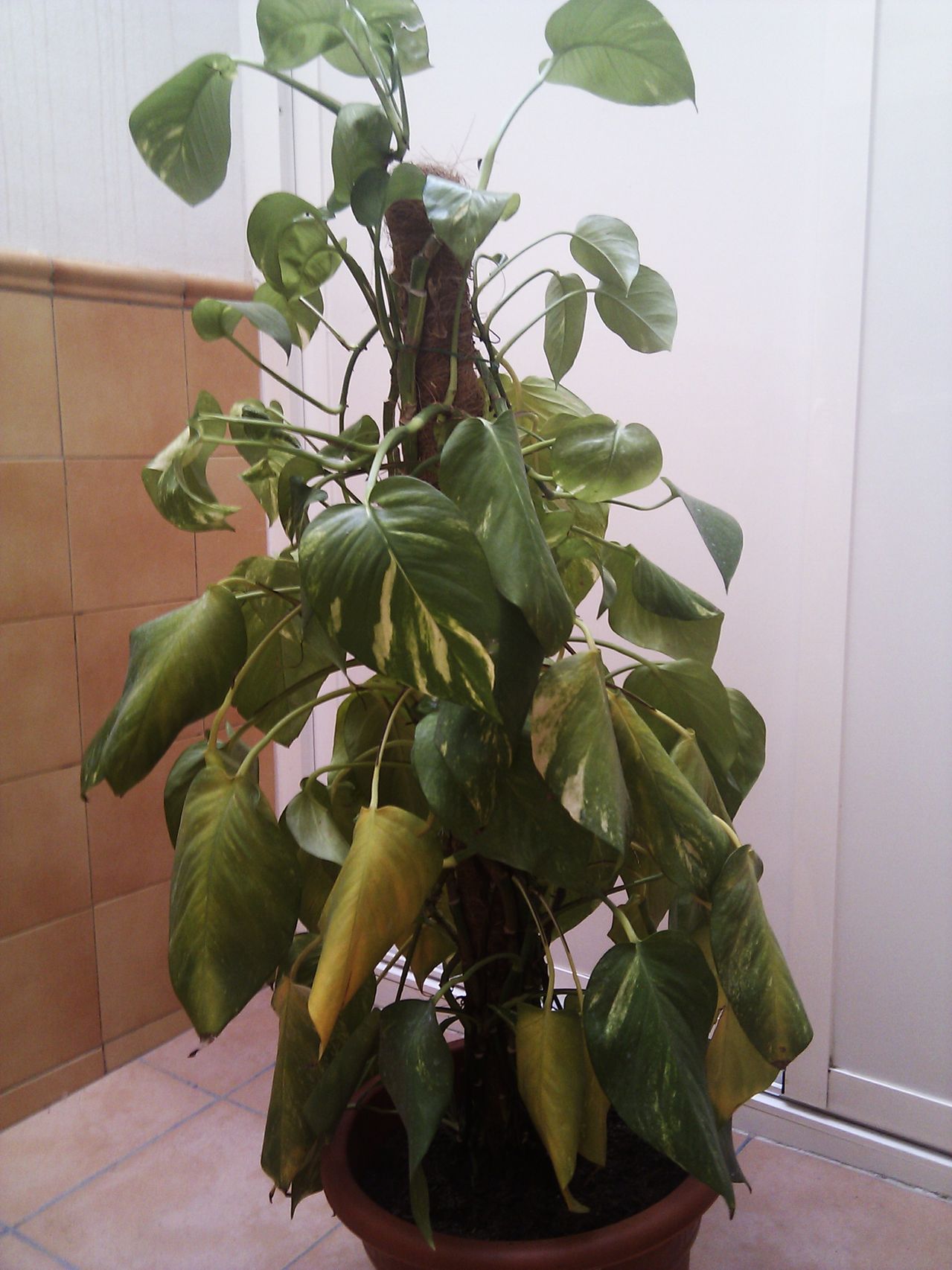 IMG_20130512_180104.jpg