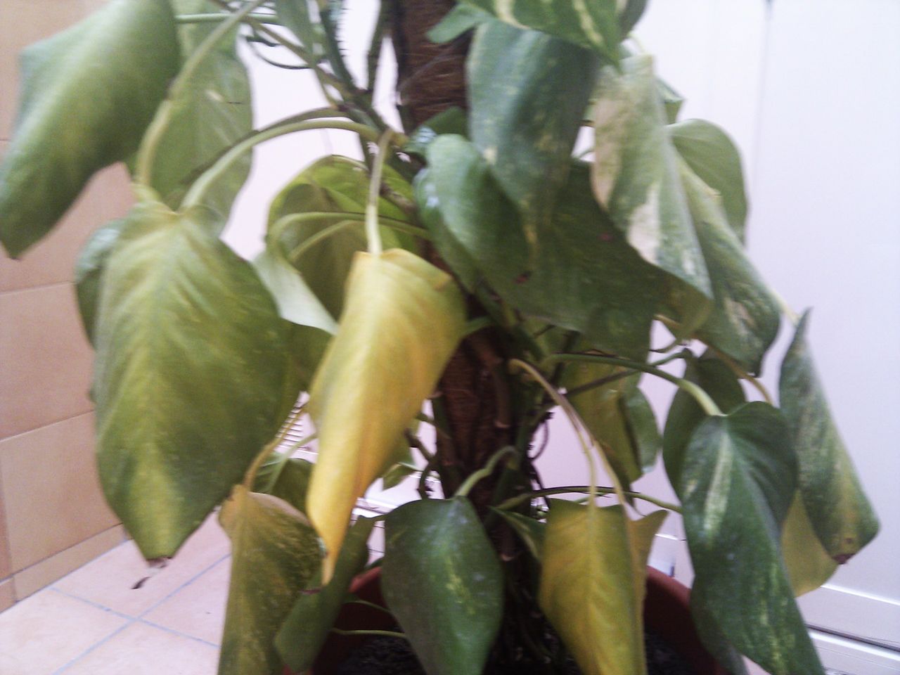 IMG_20130512_180113.jpg