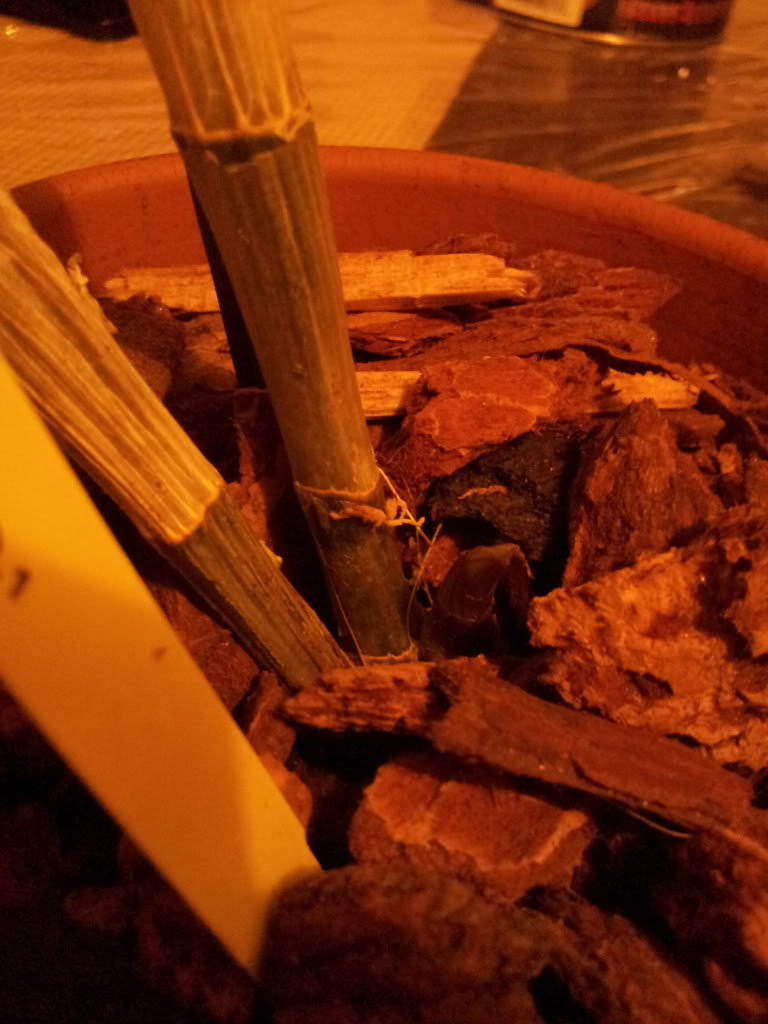IMG_20130514_220625.jpg