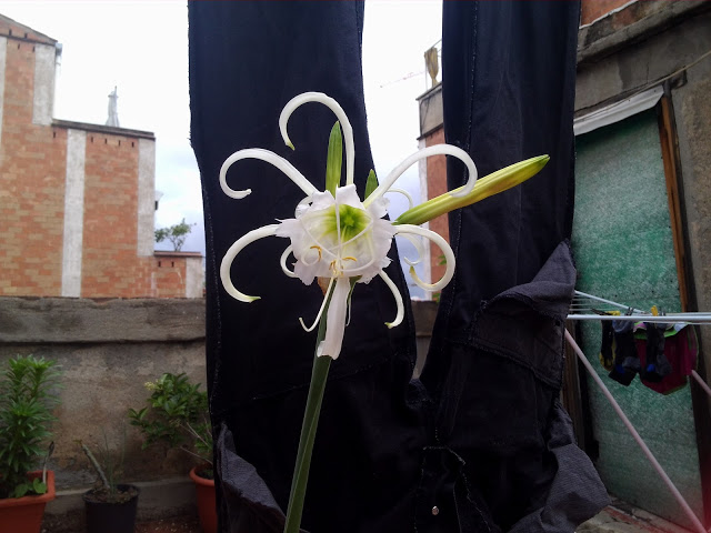 IMG_20130520_111744.jpg
