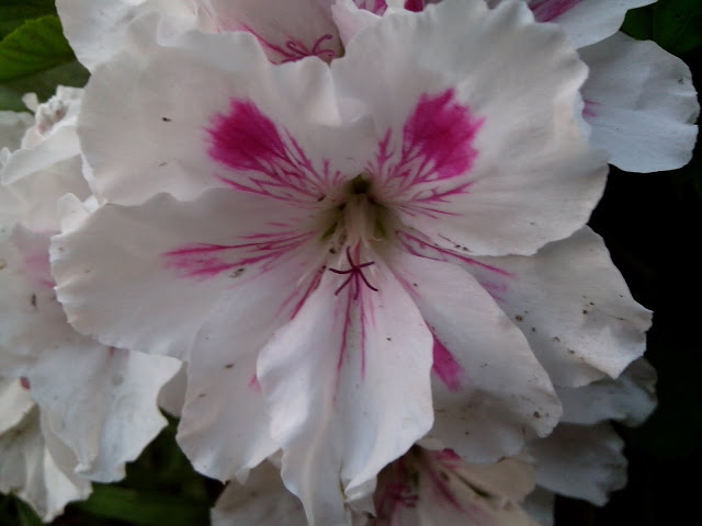 IMG_20130522_200519.jpg