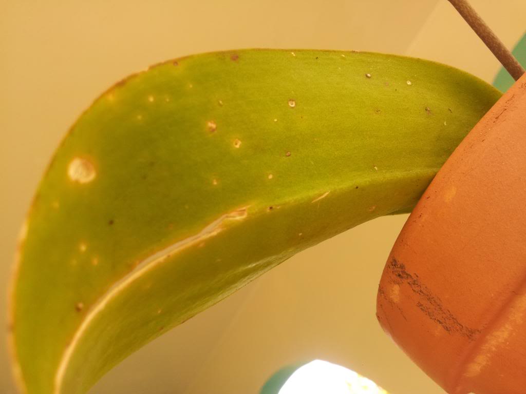 IMG_20130530_165041.jpg