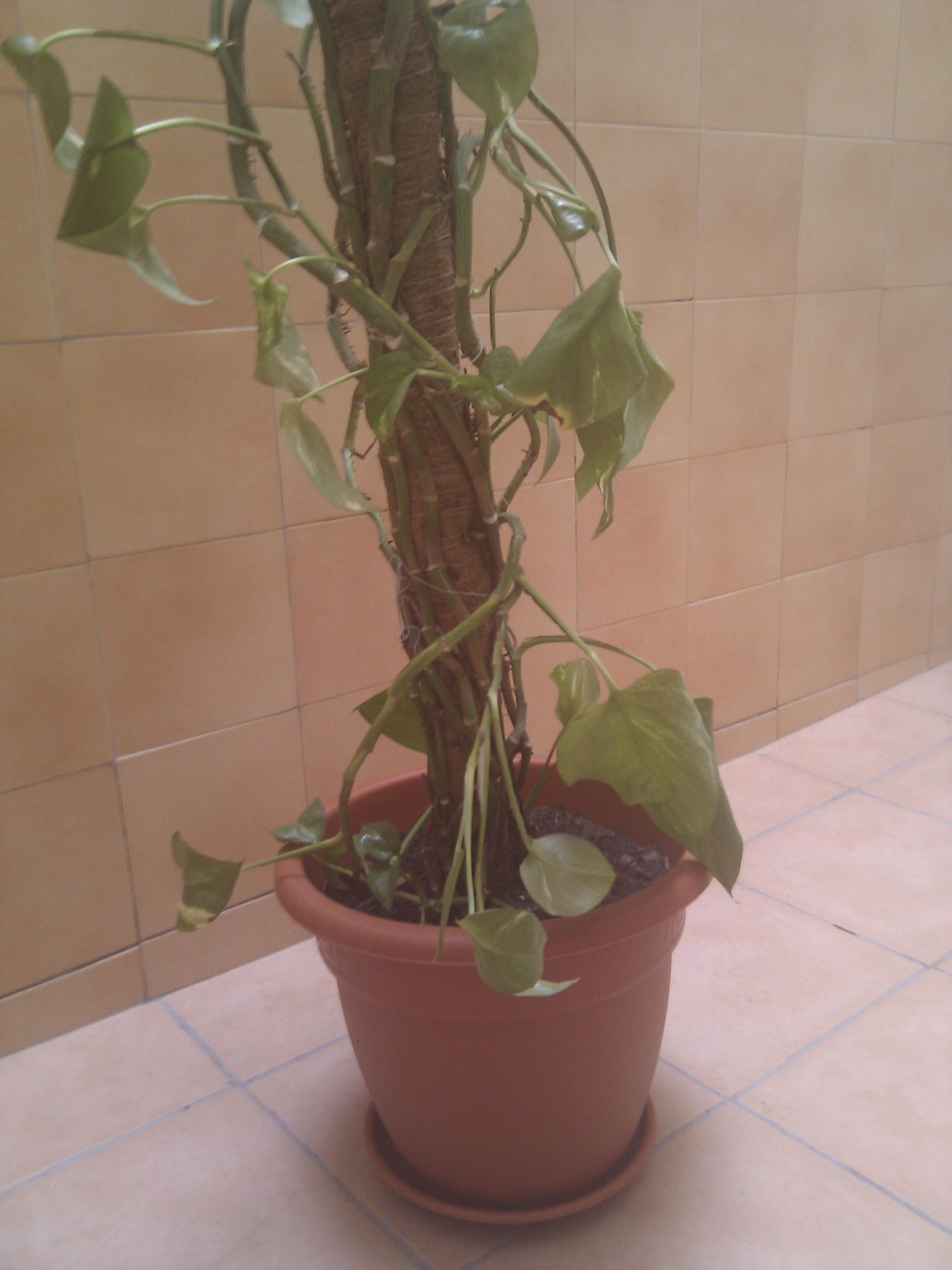 IMG_20130609_101320.jpg