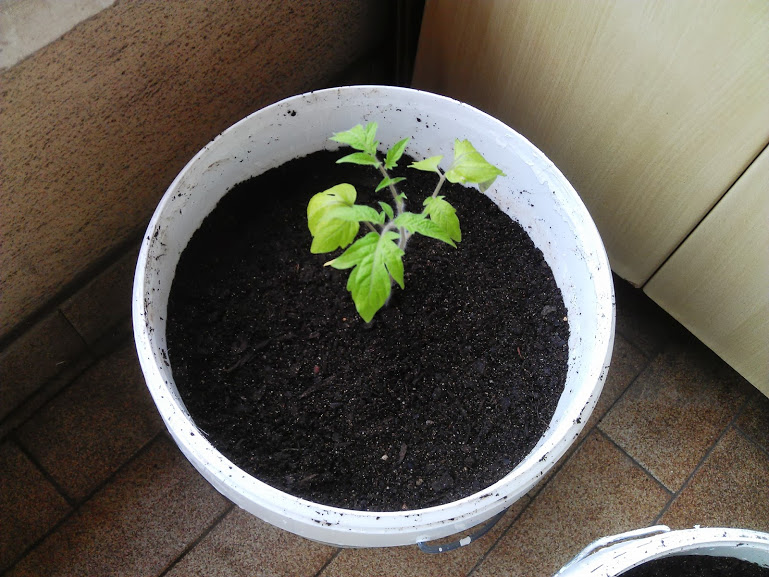 IMG_20130609_173954.jpg